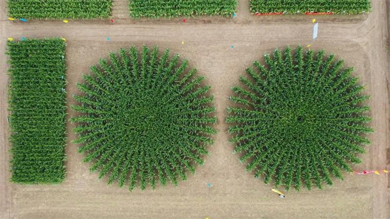 1634202100717265.jpg 44.jpg